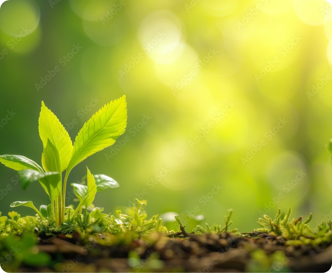 Environmental Responsibility